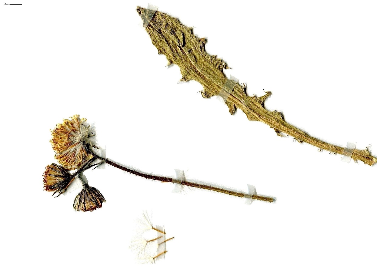 Crepis biennis (Asteraceae)